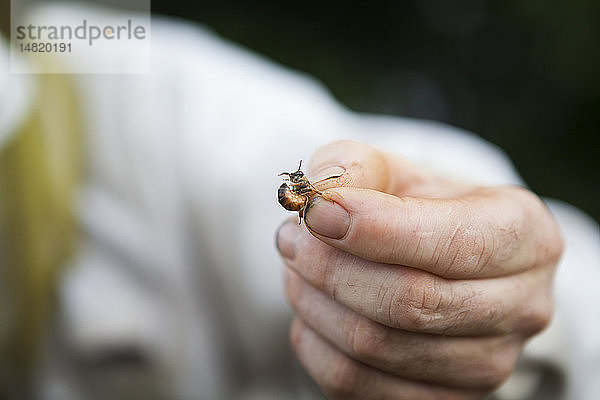 Reportage über einen Imker in Haute-Savoie  Frankreich  der ökologischen Berghonig produziert. Arnaud hat 250 Bienenstöcke  die biologisch bewirtschaftet werden. Die Bienenstöcke werden während der Blütezeit umgestellt  um das Risiko des Kontakts mit Pestiziden zu begrenzen. Der Imker hält