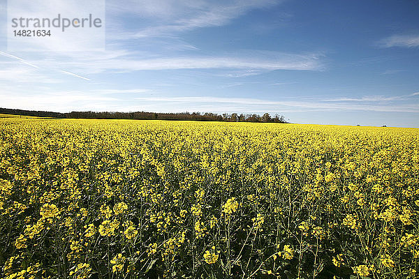 RAPSFELD