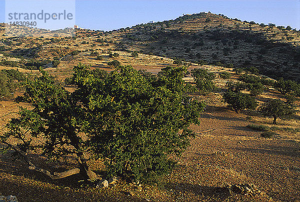 ARGAN-BAUM