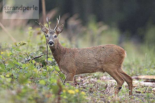 WESTLICHES REHWILD