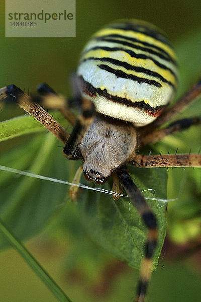 WASP SPIDER
