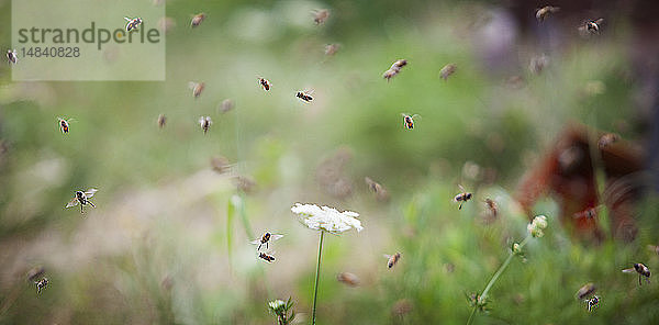 Reportage über einen Imker in Haute-Savoie  Frankreich  der ökologischen Berghonig produziert. Arnaud hat 250 Bienenstöcke  die biologisch bewirtschaftet werden. Die Bienenstöcke werden während der Blütezeit umgestellt  um das Risiko des Kontakts mit Pestiziden zu begrenzen.