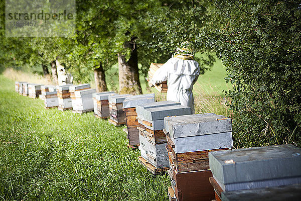 Reportage über einen Imker in Haute-Savoie  Frankreich  der ökologischen Berghonig produziert. Arnaud hat 250 Bienenstöcke  die biologisch bewirtschaftet werden. Die Bienenstöcke werden während der Blütezeit umgestellt  um das Risiko des Kontakts mit Pestiziden zu begrenzen. Der Imker erntet