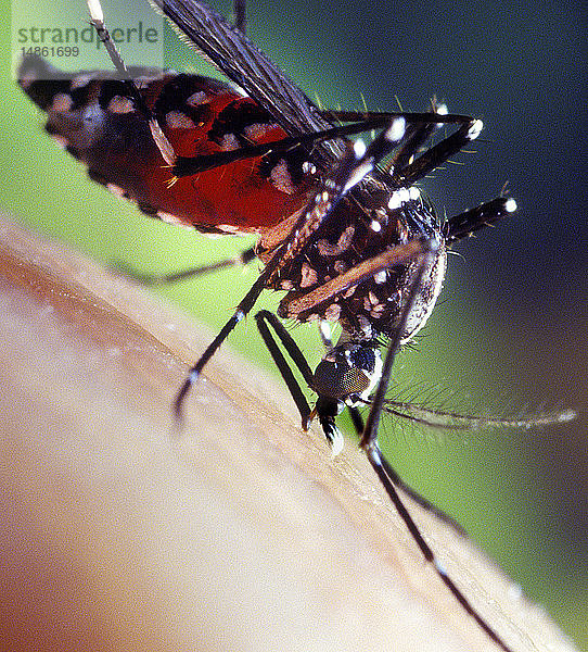 Ein blutgetränktes Aedes albopictus-Mückenweibchen  das sich von einem menschlichen Wirt ernährt. Unter experimentellen Bedingungen hat sich die Aedes albopictus-Mücke  die auch als asiatische Tigermücke bekannt ist  als Überträger des West-Nil-Virus erwiesen. Aedes ist eine Gattung aus der Familie der Stechmücken (Culicine).
