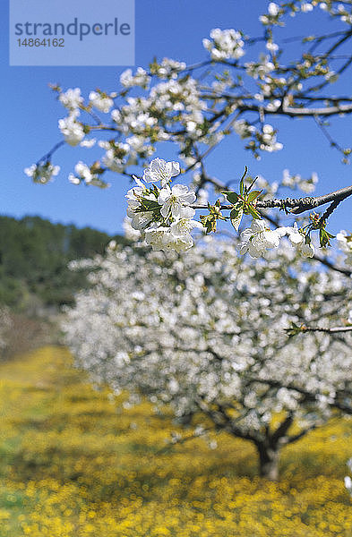 KIRSCHBAUM