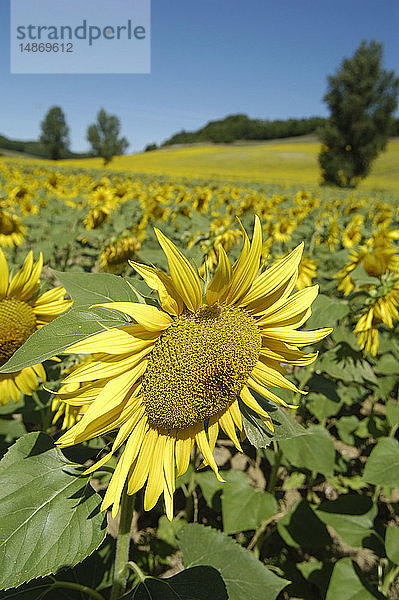 EIN FELD VOLLER SONNENBLUMEN