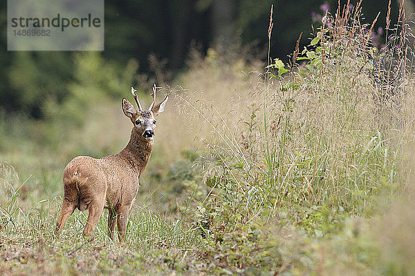 WESTLICHES REHWILD