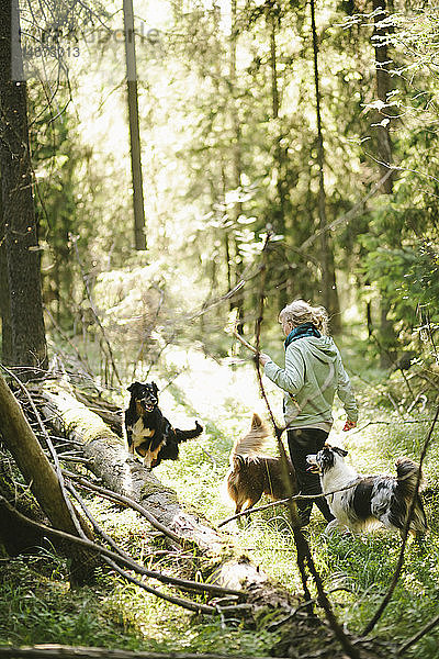 Frau geht mit Hunden im Wald spazieren