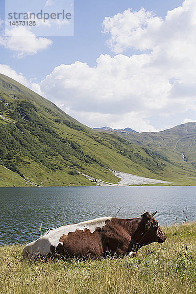 Ruhende Kuh neben einem Bergsee