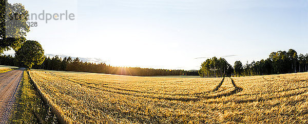 Blick auf ein Gerstenfeld an einem sonnigen Tag