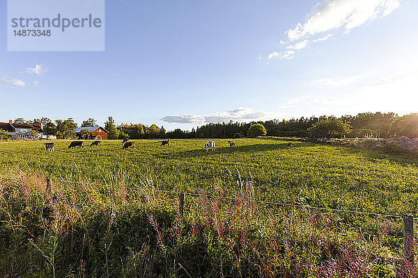 Kühe auf der Weide