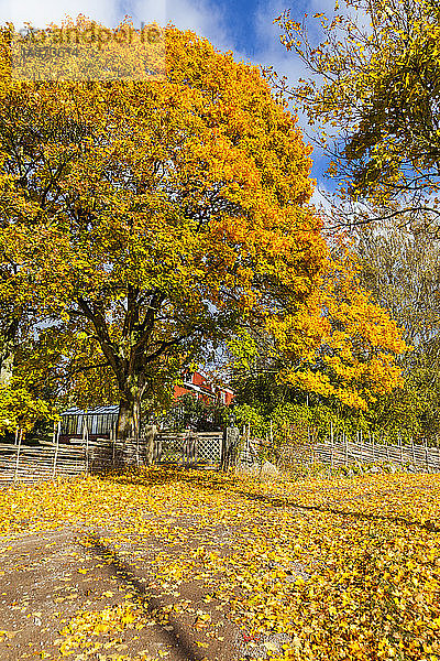 Herbstbäume