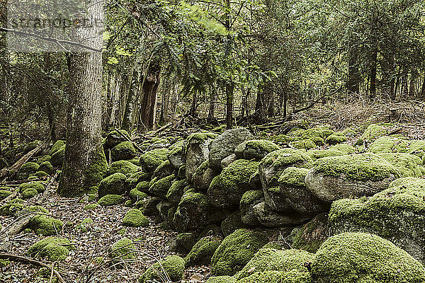 Mit Moos bedeckte Steine im Wald
