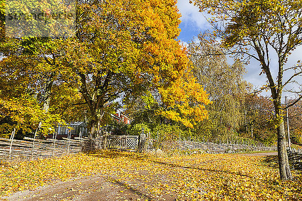 Herbstbäume