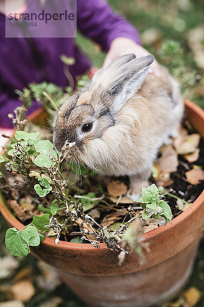Kaninchen im Topf