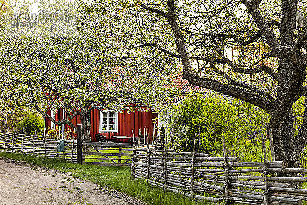 Holzhaus im Frühling