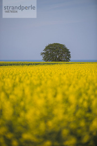 Blühendes Rapsfeld