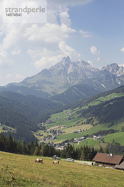 Kühe auf der Weide in den Bergen