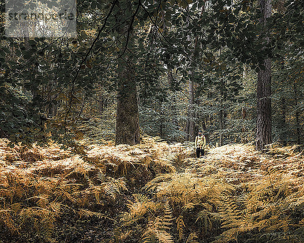 Mann wandert im Wald