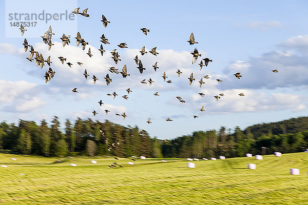 Vögel fliegen über der Wiese