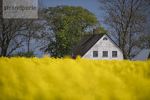 Haus mit blühendem Rapsfeld im Vordergrund