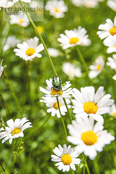 Grüner Käfer auf Wildblume