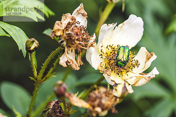 Glänzender Käfer auf Blüte