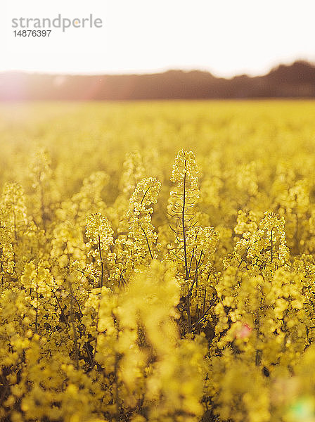 Gelbe Blumen