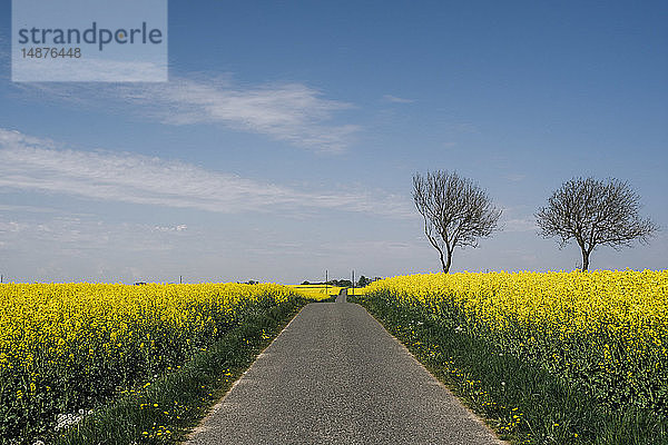 Blühende Rapsfelder entlang der Landstraße