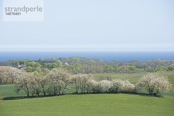 Frühlingsblüte an der Meeresküste