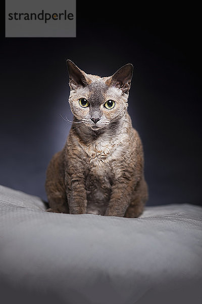 Porträt einer Katze