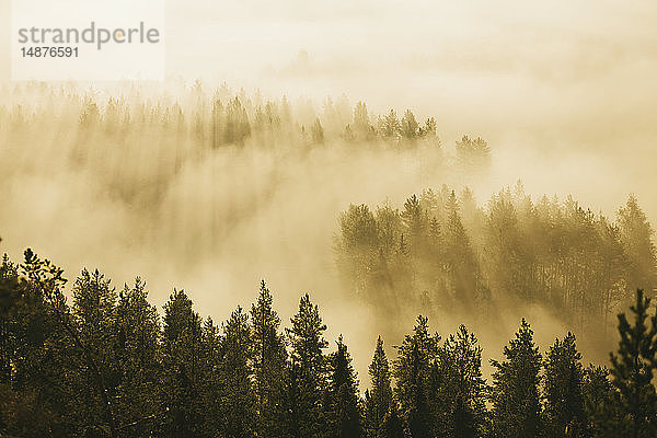 Nebelverhangener Wald in der Morgendämmerung