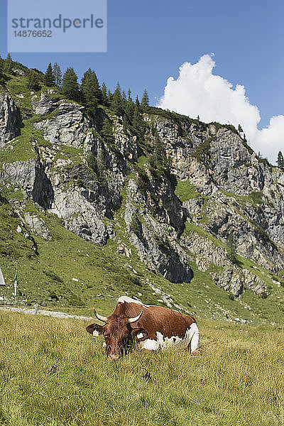 Weidende Kuh in den Bergen