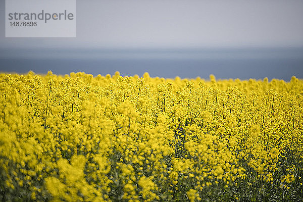 Blühendes Rapsfeld