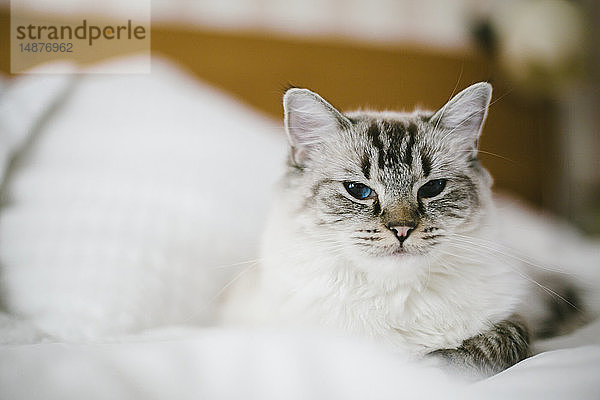 Katze auf dem Bett