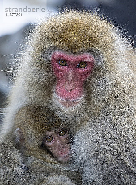 Japanischer Makake  Mutter mit Baby