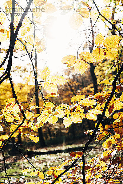 Gelbe Blätter am Baum
