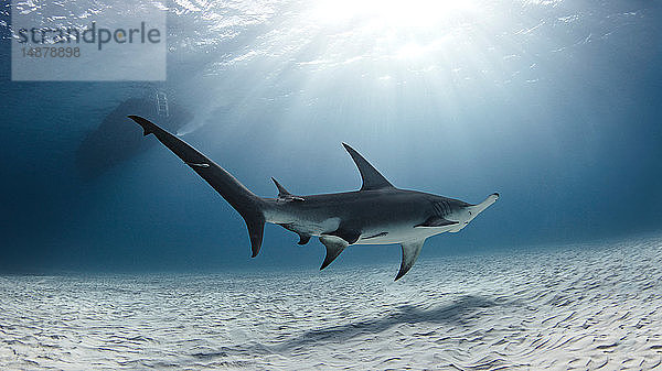 Unterwasseransicht des über den Meeresboden schwimmenden großen Hammerhais  Alice Town  Bimini  Bahamas