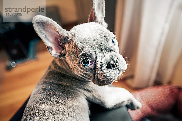 Französischer Bulldoggen-Welpe im Rückblick vom Schoß des Besitzers  Portrait aus persönlicher Perspektive