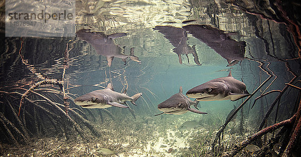 Unterwasseransicht von Baby-Zitronenhaien  die zwischen Mangroven schwimmen  Alice Town  Bimini  Bahamas