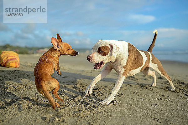 Am Strand spielende Hunde