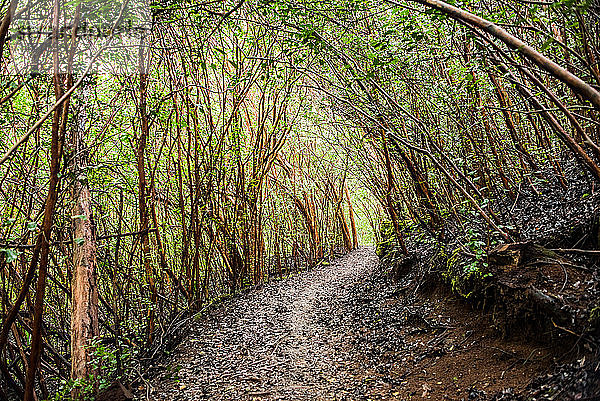 Dichter Wald auf dem Kuilau Ridge Trail  Kauai  Hawaii