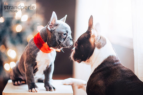Boston Terrier und Französische Bulldogge in roter Weihnachtsschleife vermeiden Augenkontakt