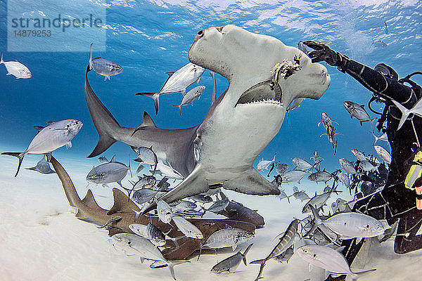 Taucher füttert großen Hammerhai und Fische unter Wasser  Alice Town  Bimini  Bahamas