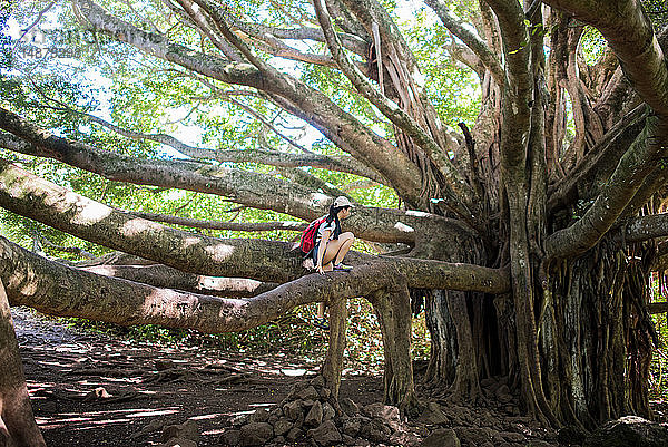 Frau erkundet gigantischen Baum  Waipipi Trail  Maui  Hawaii