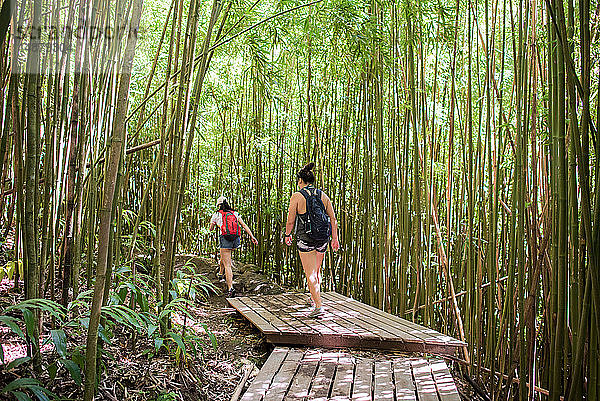 Wanderer im Bambuswald  Waipipi Trail  Maui  Hawaii