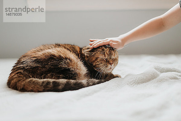 Handstreicheln des Katzenkopfes auf dem Bett