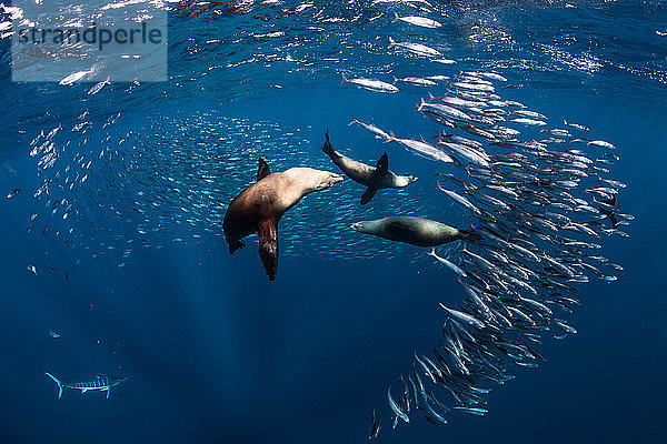 Seelöwen jagen und ernähren sich von Makrelenköderballen