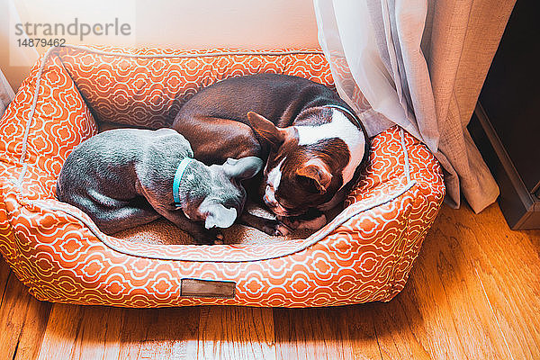 Französischer Bulldoggenwelpe und Boston-Terrier-Hund schlafen zusammen im Hundebett