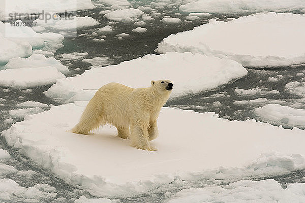 Eisbär (Ursus maritimus)  Polareiskappe  81nördlich von Spitzbergen  Norwegen